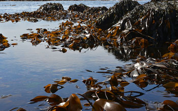 Kombu Atlantic Kelp (Laminaria digitata) Extract human nutrition 20 liters